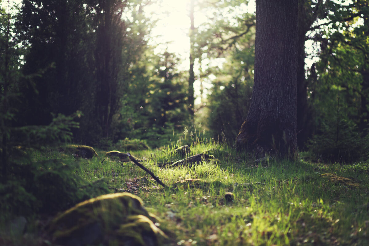 Afternoon Light