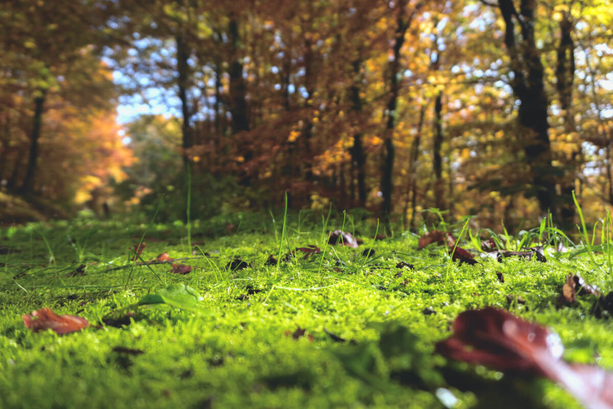 Forest Perspectives