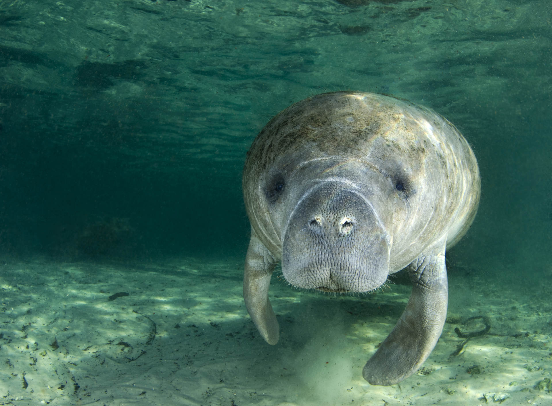 Manatee Portrait