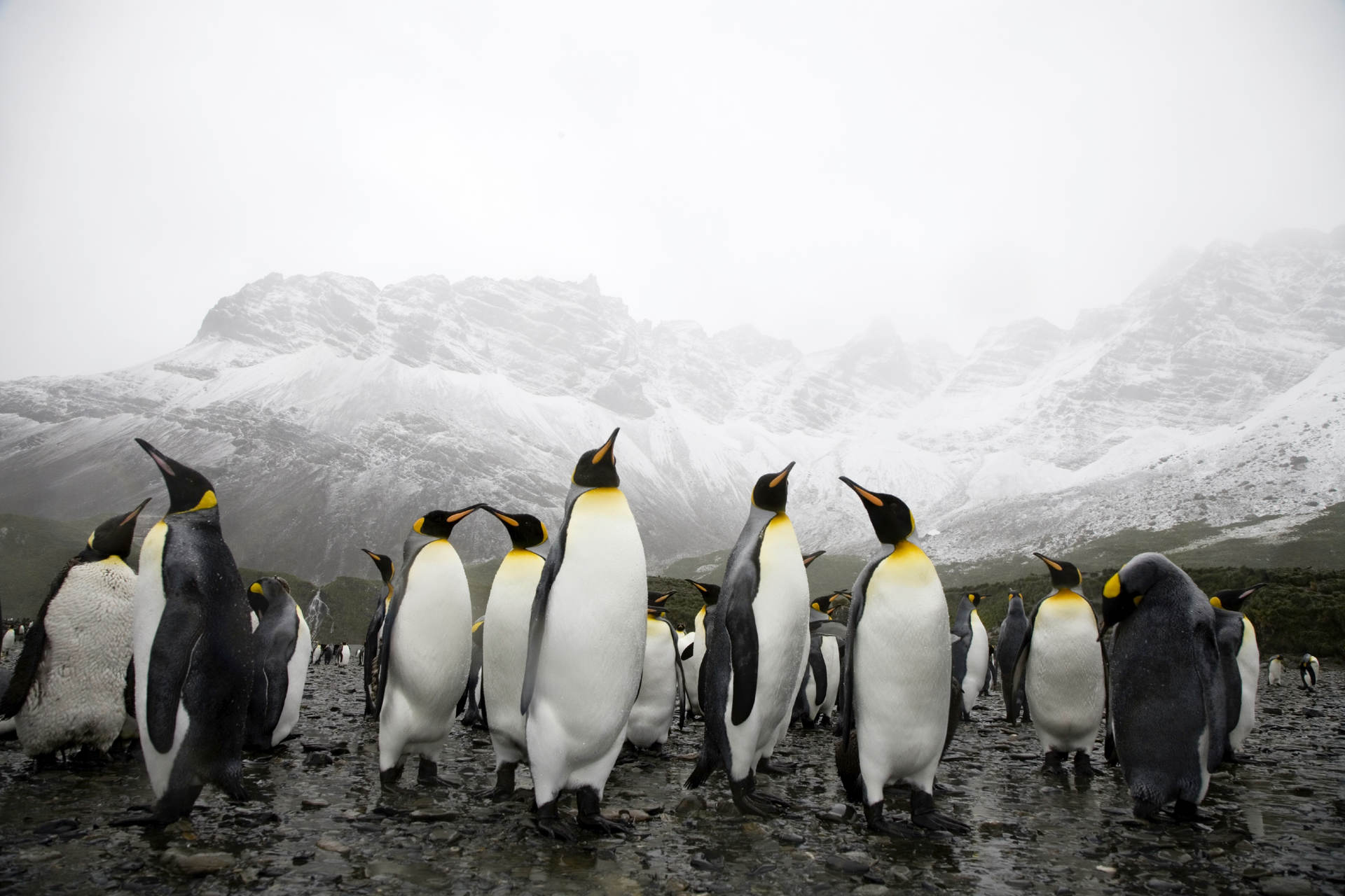 Animals_40