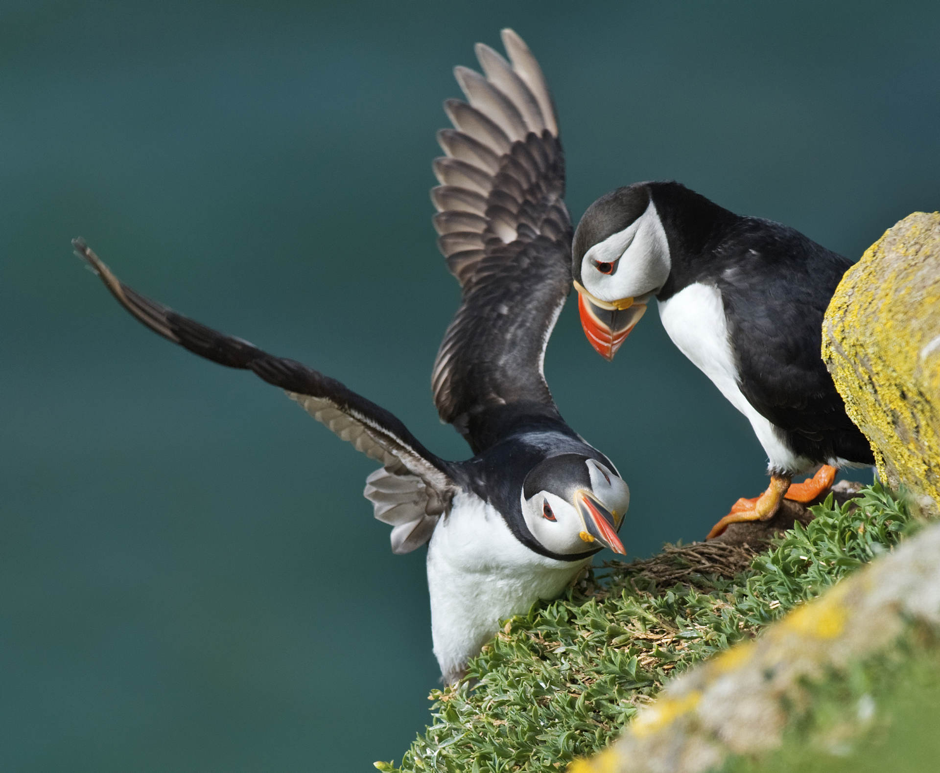 Animals_42