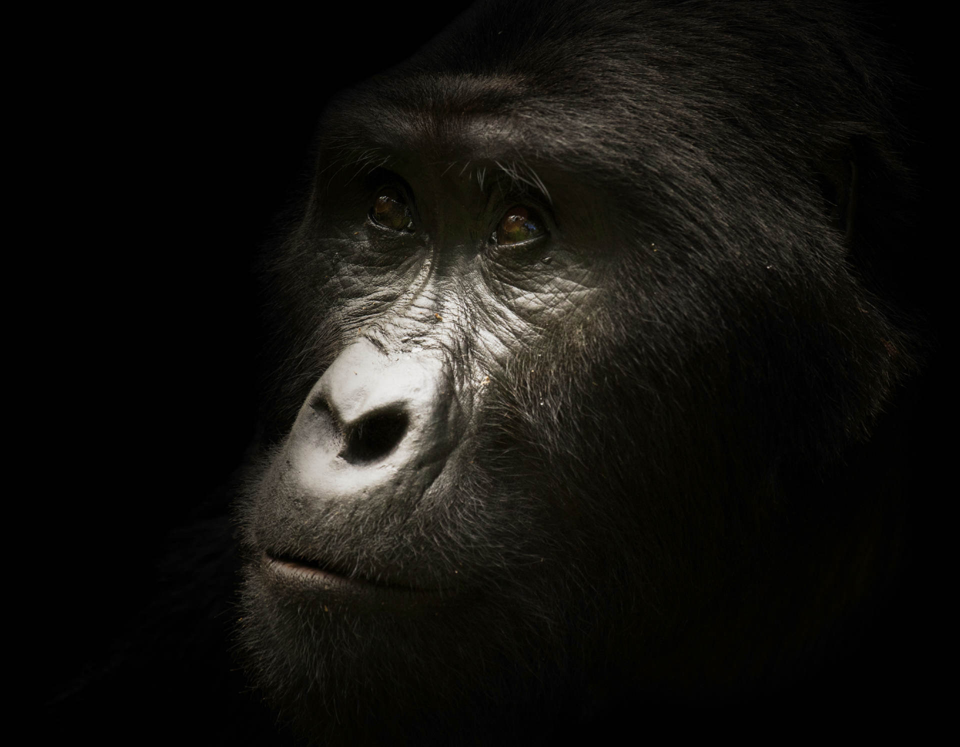Animals_46