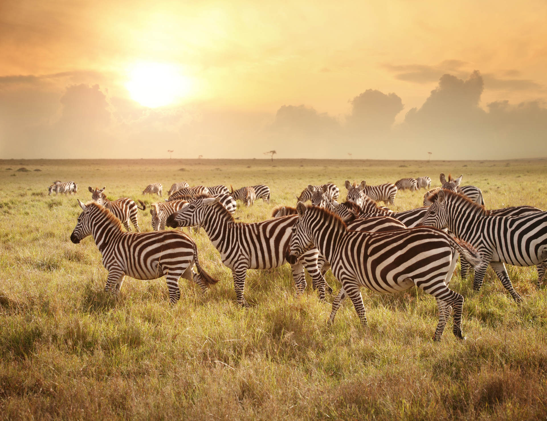 Animals_47