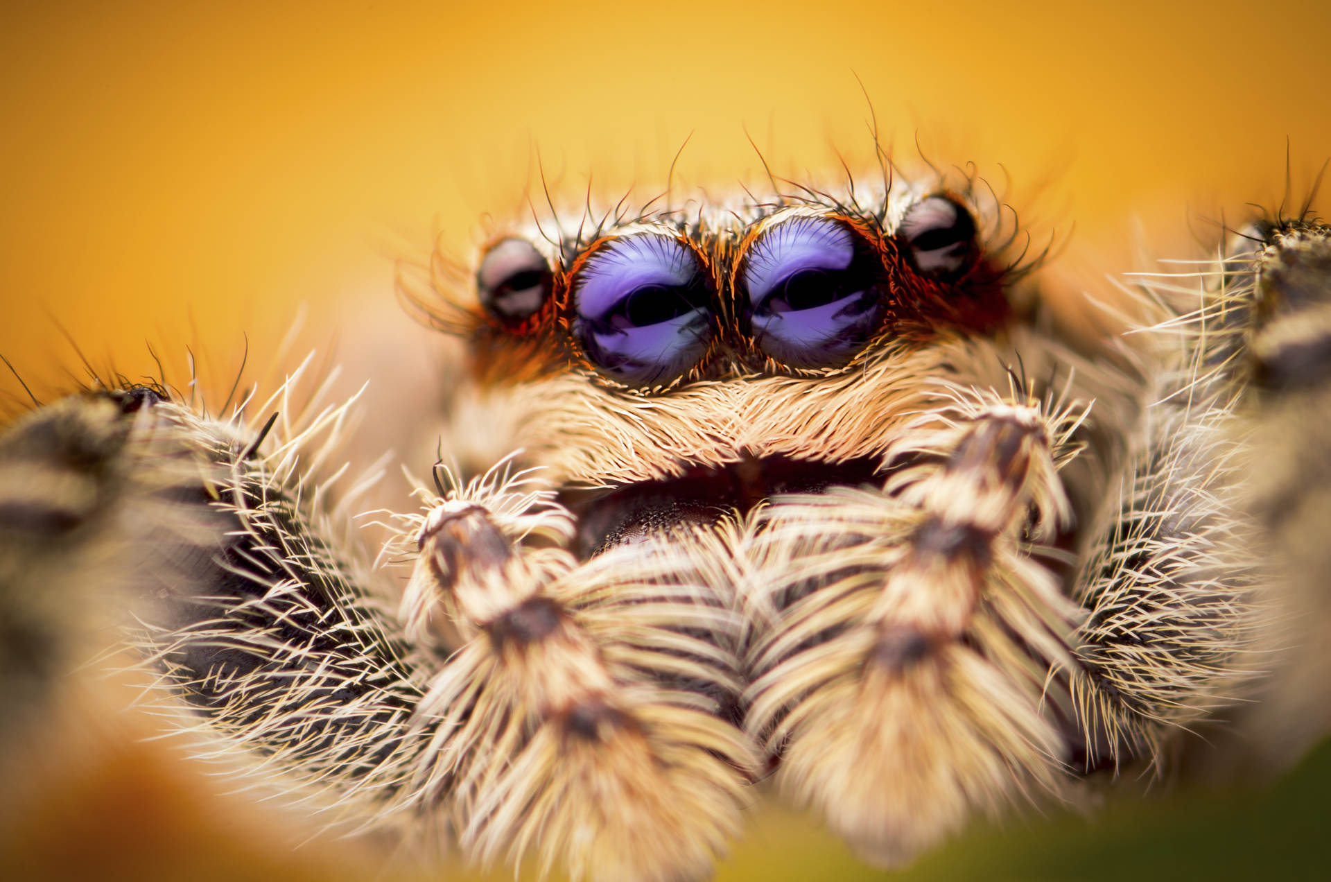 Animals_49