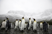 Animals_40
