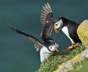 Animals_42
