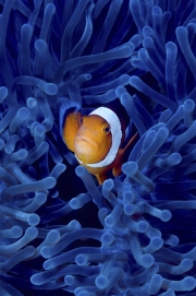 Animals_44