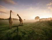 Animals_45