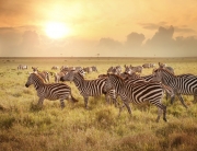 Animals_47