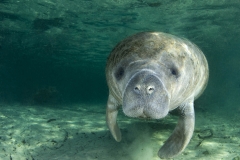Manatee Portrait