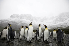 Animals_40
