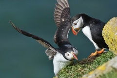 Animals_42