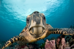 Animals_43