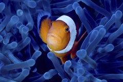 Animals_44