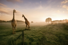 Animals_45