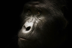 Animals_46