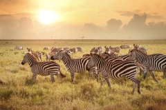 Animals_47