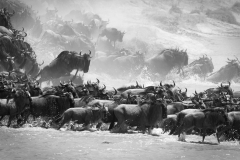 Animals_48