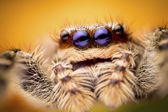 Animals_49
