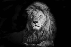 Animals_50