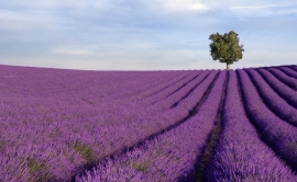 Rich lavender field with a lone tree