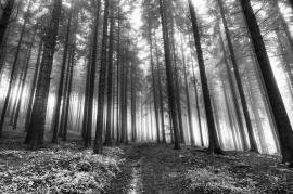 forest in a fog