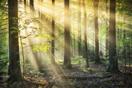 Landscapes_43