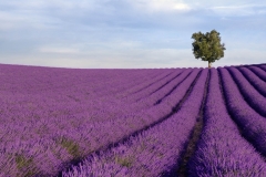 Rich lavender field with a lone tree