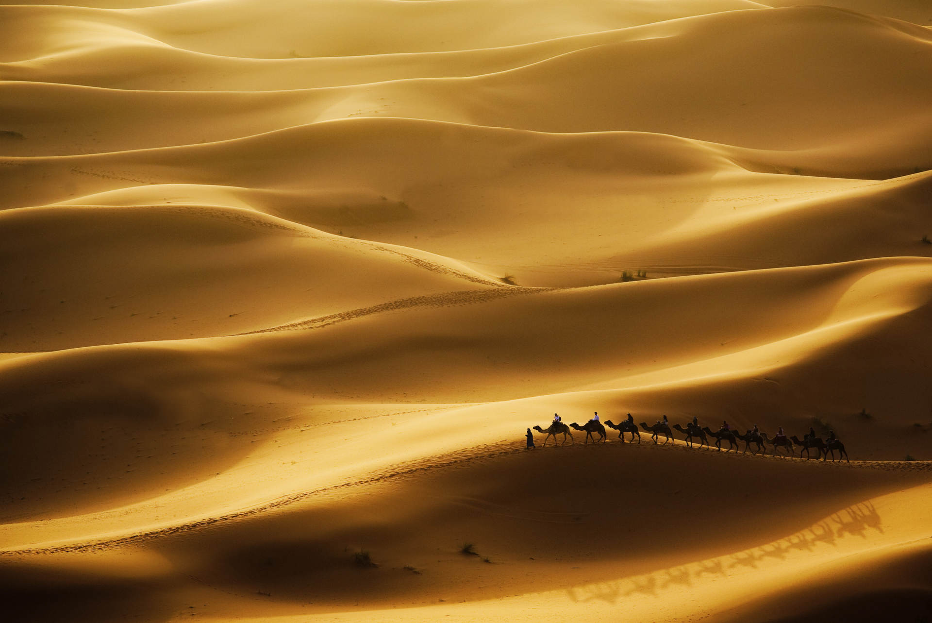 Camel Caravan